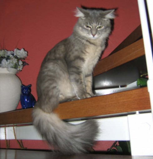 Photo Sharing and Video Hosting at Photobucket
